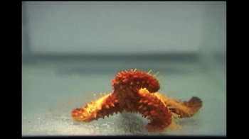 Short Video: Echinoderm Tube Feet