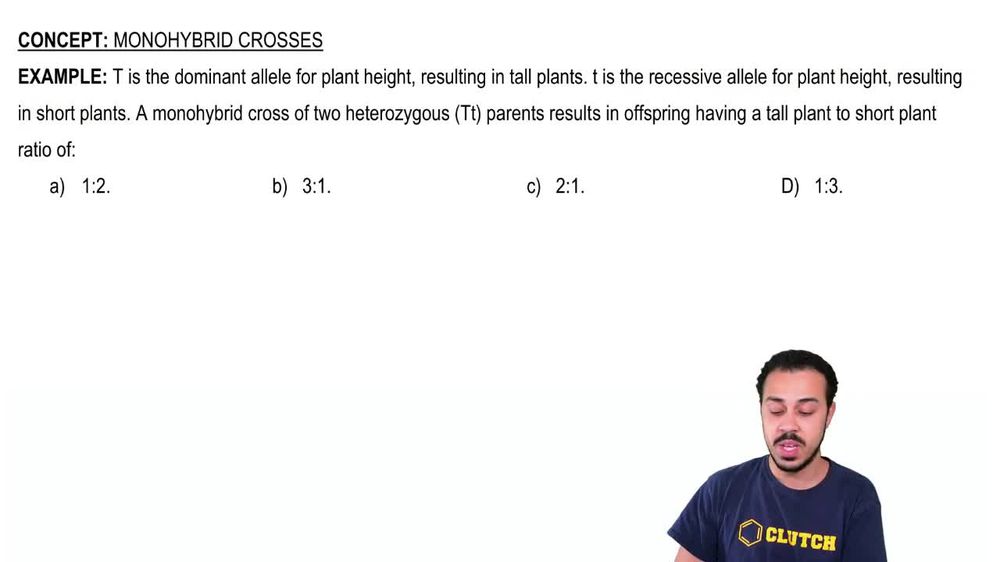 Monohybrid Crosses Example 1