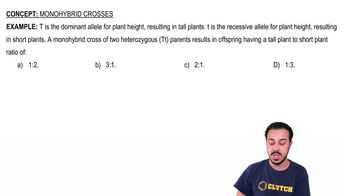 Monohybrid Crosses Example 1