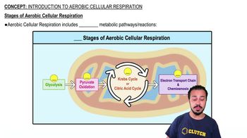 Stages of Aerobic Cellular Respiration