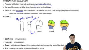Embryonic Plant Development