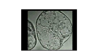 Short Video: Sea Urchin Gastrulation