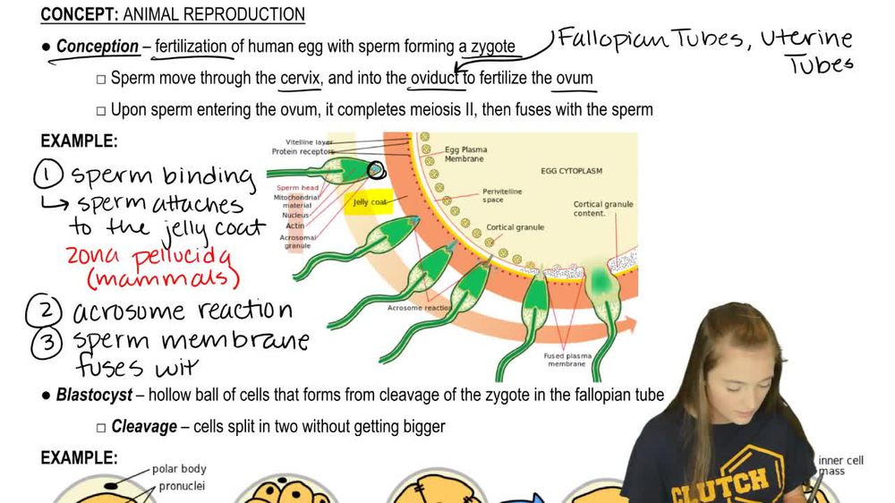 Fertilization and Implantation