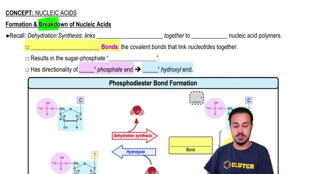 Formation & Breakdown of Nucleic Acids