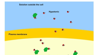 Animation: Osmosis and Water Balance in Cells