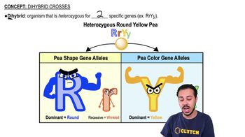 Dihybrid Crosses