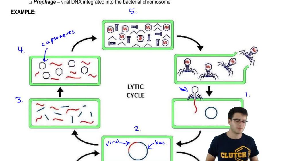 Lytic and Lysogenic Cycles