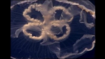 Short Video: Jelly Swimming