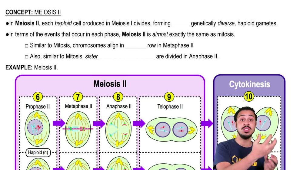 Meiosis II
