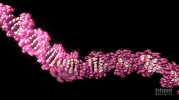 BioInteractive: Genetic Engineering
