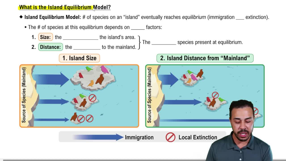 What is the Island Equilibrium Model?
