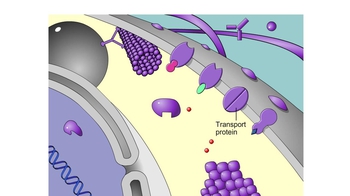 Animation: Protein Functions