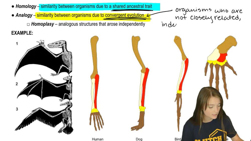 Homology and Homoplasy