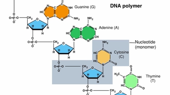 Animation: Nucleic Acid Structure