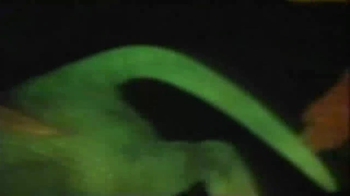 Short Video: Transgenic Mice