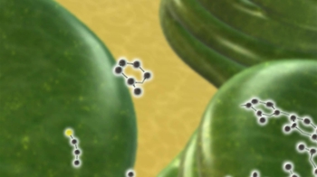 BioFlix: The Calvin Cycle (The C3 Cycle)