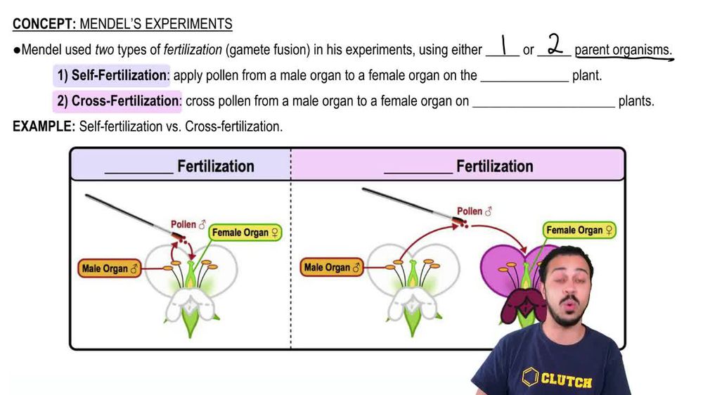 Mendel's Experiments