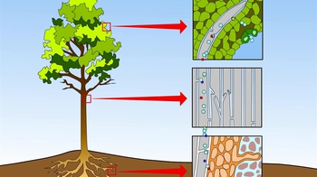 Animation: Transport of Xylem Sap