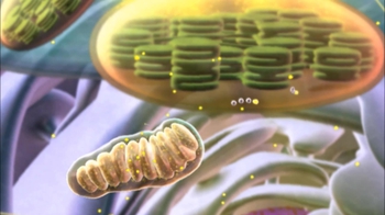 BioFlix: Chloroplasts and Mitochondria