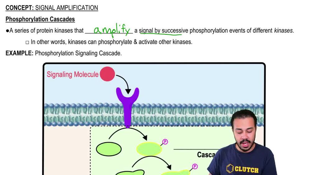 Phosphorylation Cascades