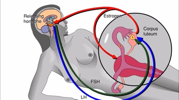 Animation: Reproductive Cycles of the Human Female