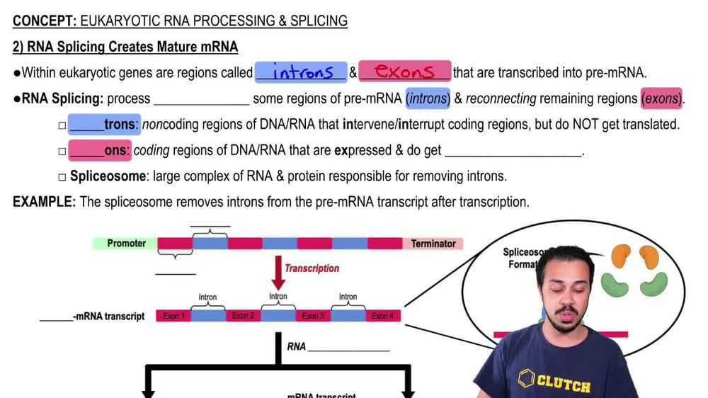 2) RNA Splicing Creates Mature mRNA