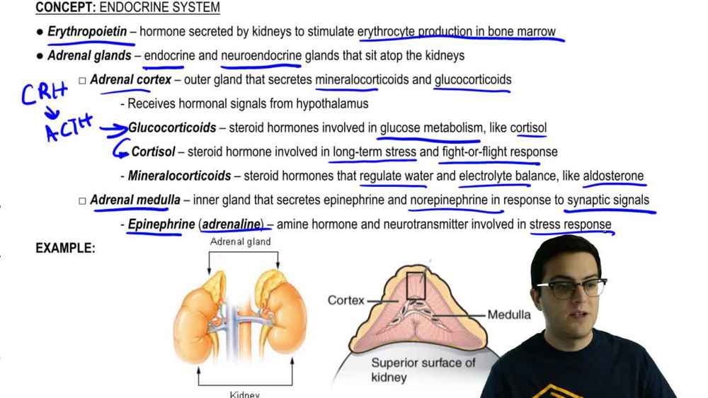 Adrenal Glands