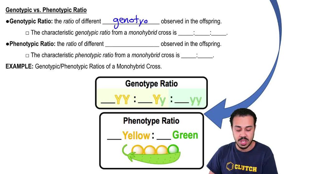 Genotypic vs. Phenotypic Ratio