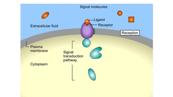 Animation: Overview of Cell Signaling