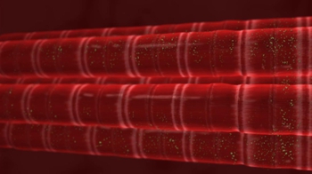 BioFlix: From Muscle Cells to Movement