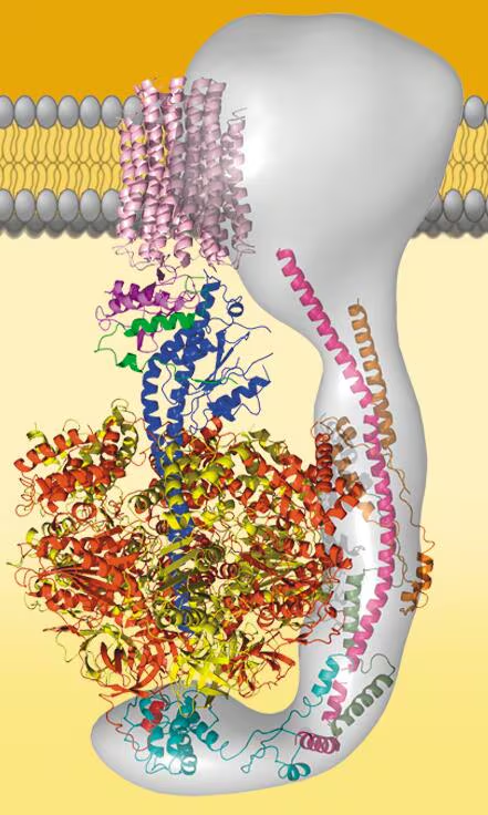 Computer model of ATP synthase showing rotor, stator, internal rod, and catalytic knob with polypeptide subunits.