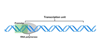 Animation: Overview of Transcription