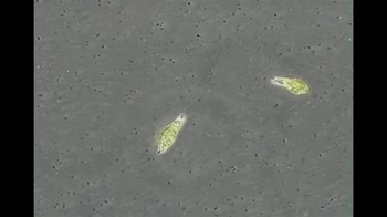 Short Video: Euglena