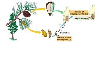 Animation: Pine Life Cycle