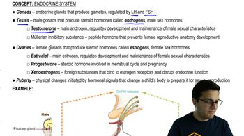 Ovaries and Testes