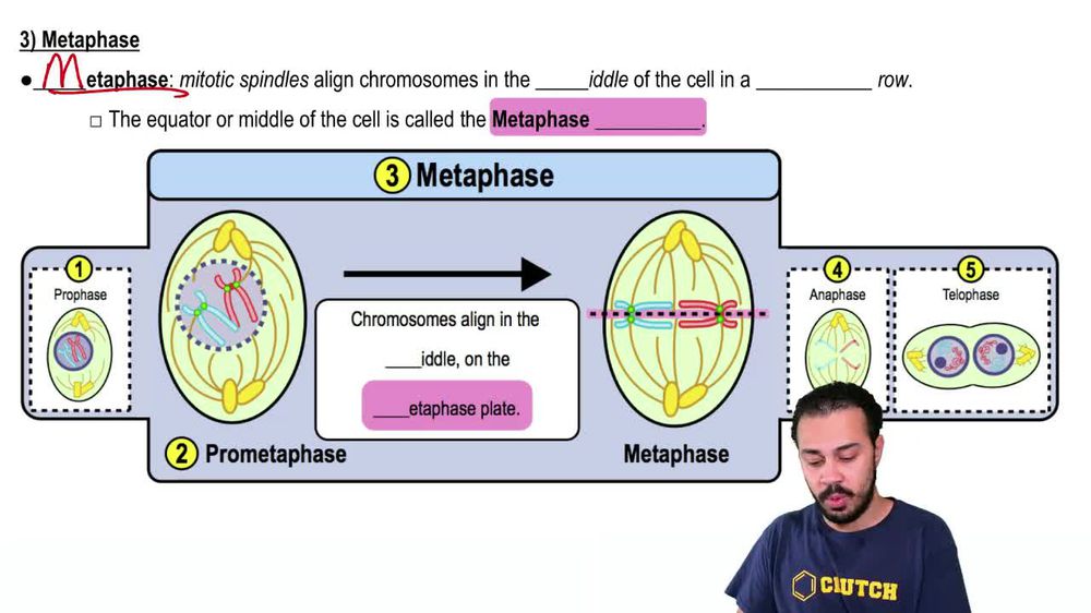 Metaphase