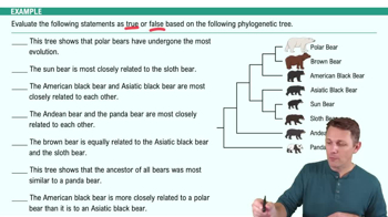 Phylogeny Example 1