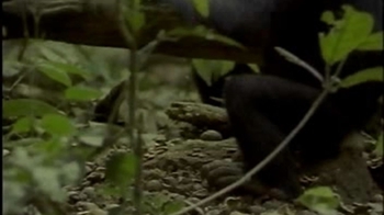 Short Video: Chimp Cracking a Nut