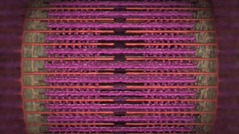 BioFlix: Sliding Filament Model