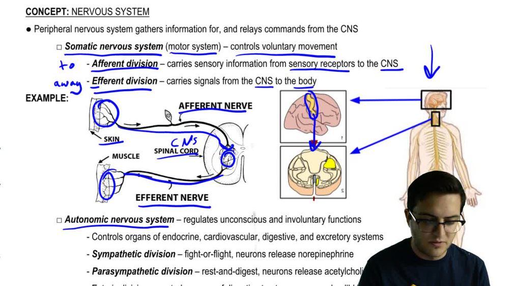 Peripheral Nervous System
