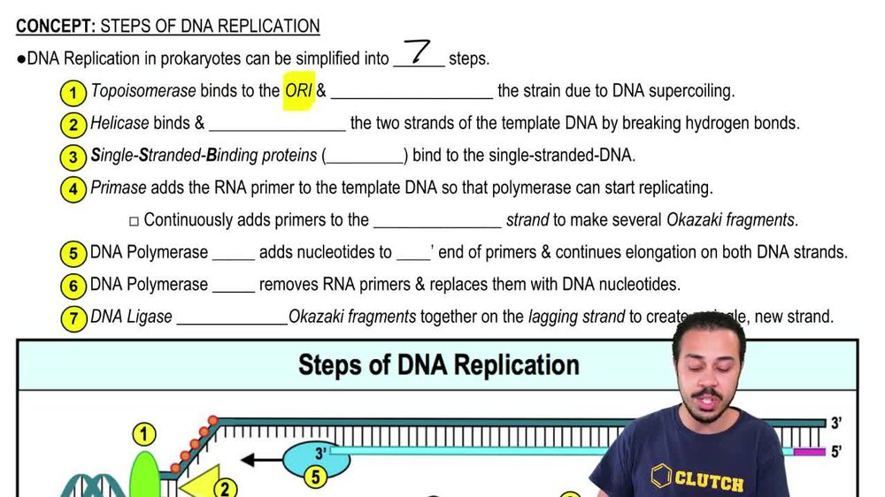 Steps of DNA Replication