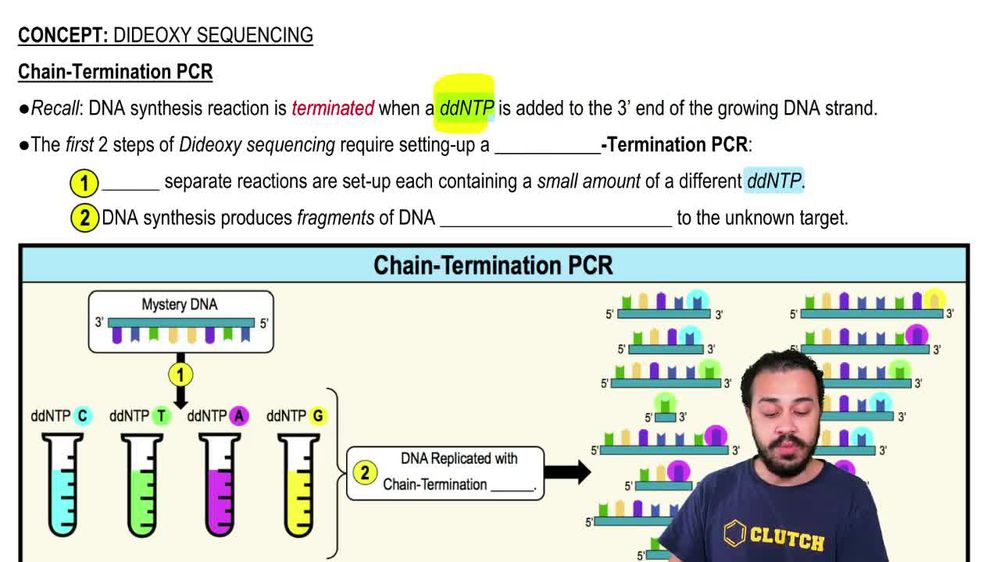 Chain-Termination PCR