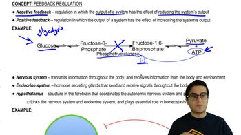 Feedback Regulation