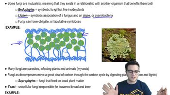 Fungi - 1