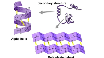 Animation: Protein Structure