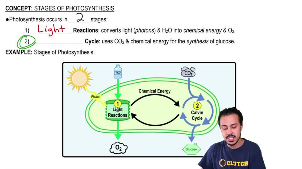 Stages of Photosynthesis