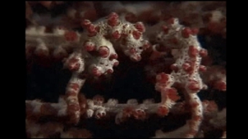 Short Video: Seahorse Camouflage