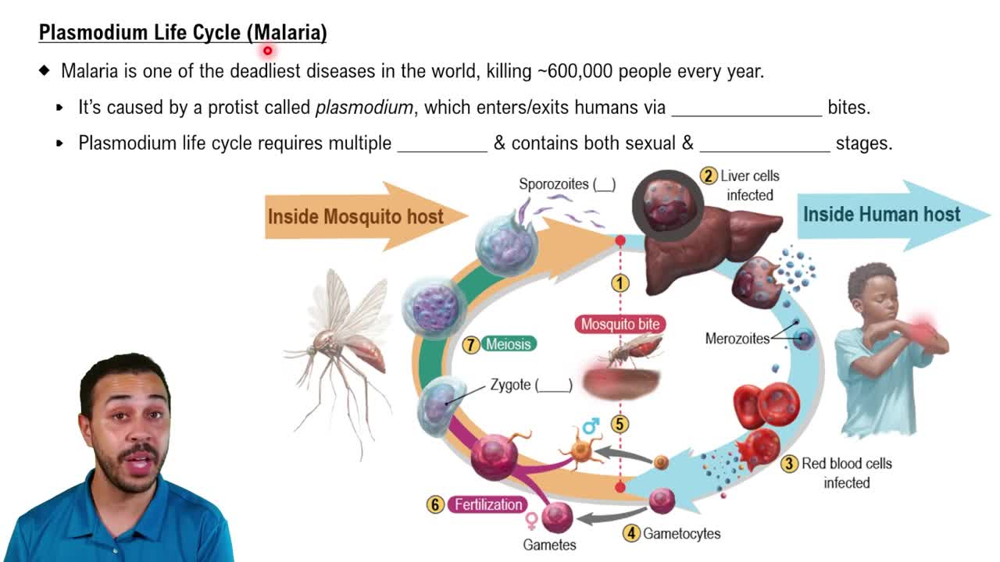 Plasmodium Life Cycle (Malaria)