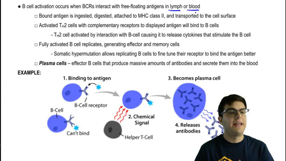 Helper T Cells and B Cells