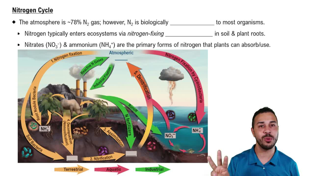 Nitrogen Cycle